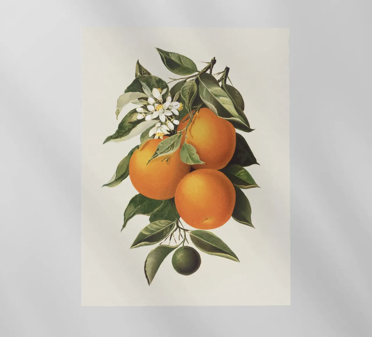 Orange Branch no. 1 pellicola backlit da apoloprints