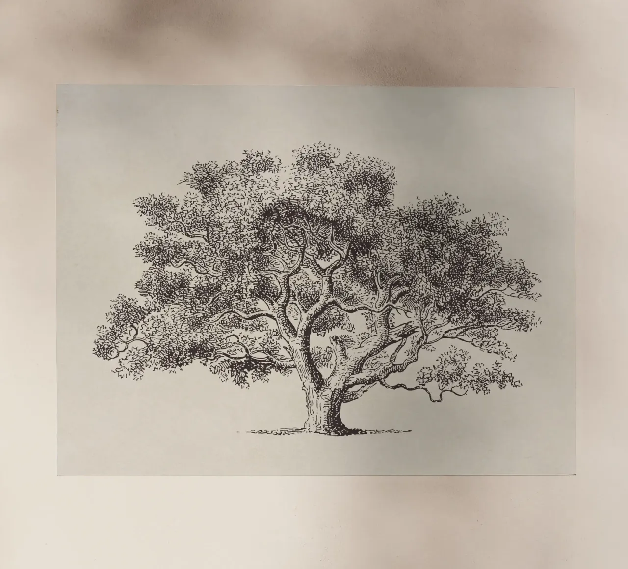 Spring Oak Tree Sketch pellicola backlit da apoloprints