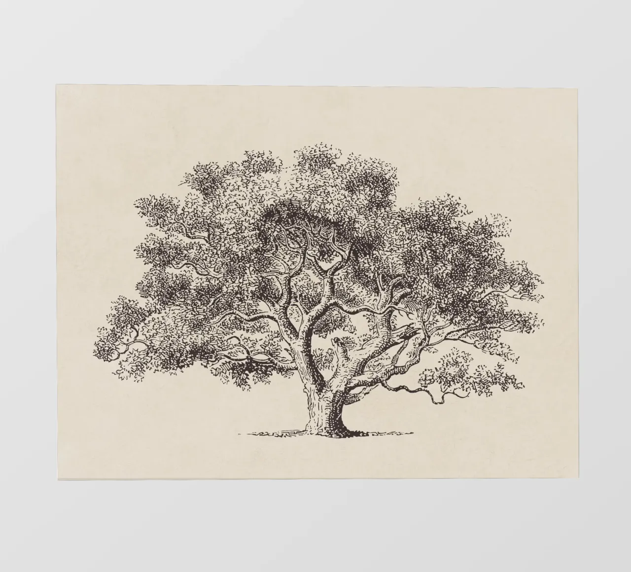 Spring Oak Tree Sketch Backlit Folie von apoloprints