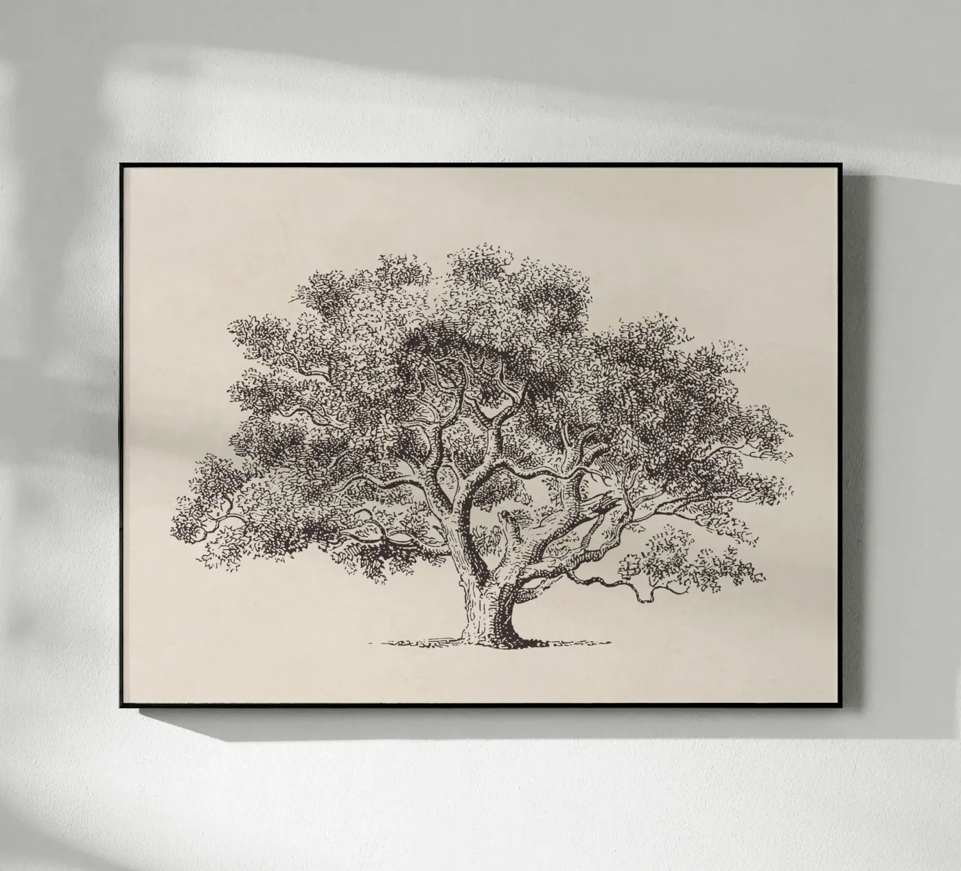 Spring Oak Tree Sketch plexiglass da Apolo Prints