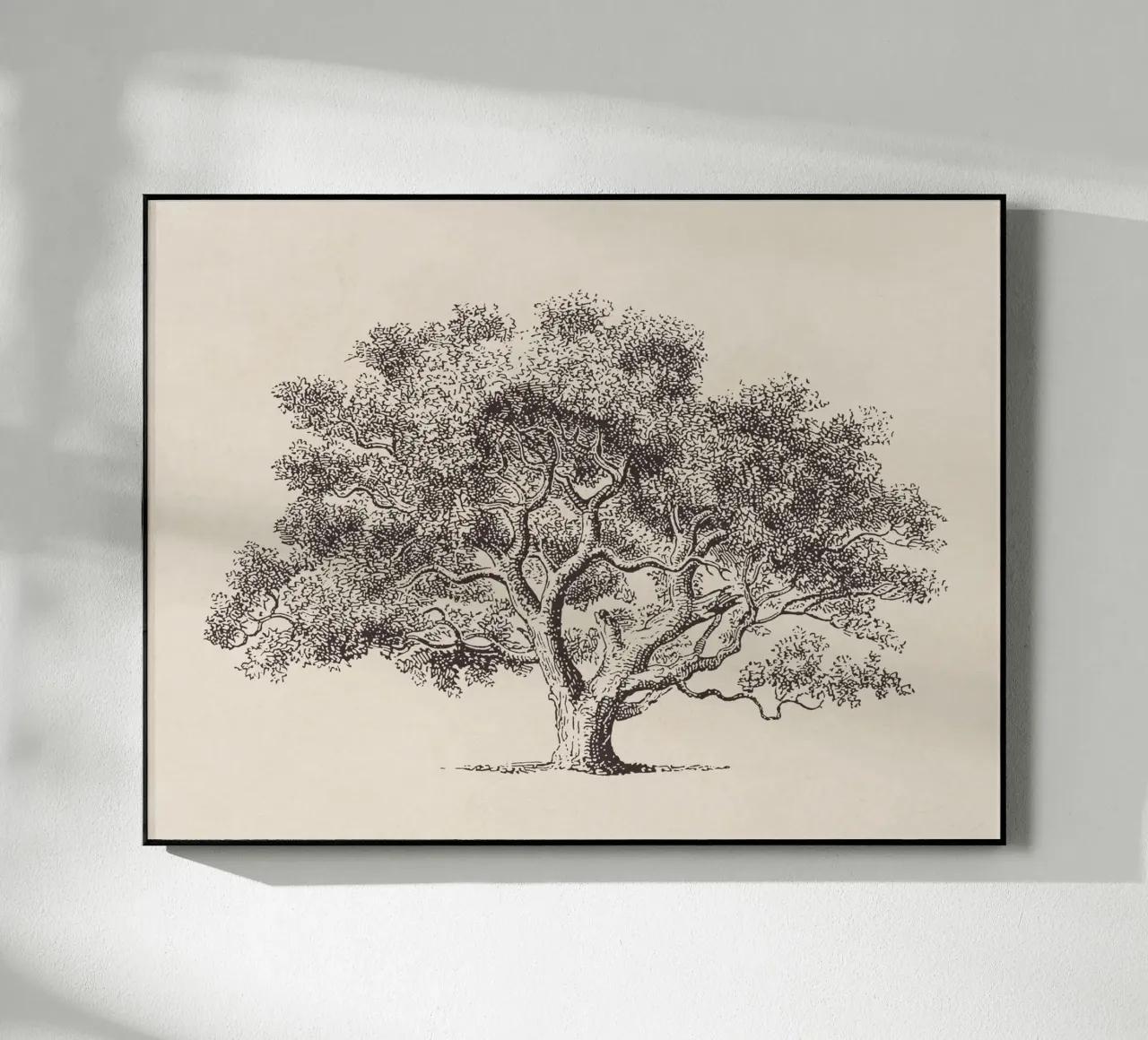 Spring Oak Tree Sketch plexiglass da apoloprints