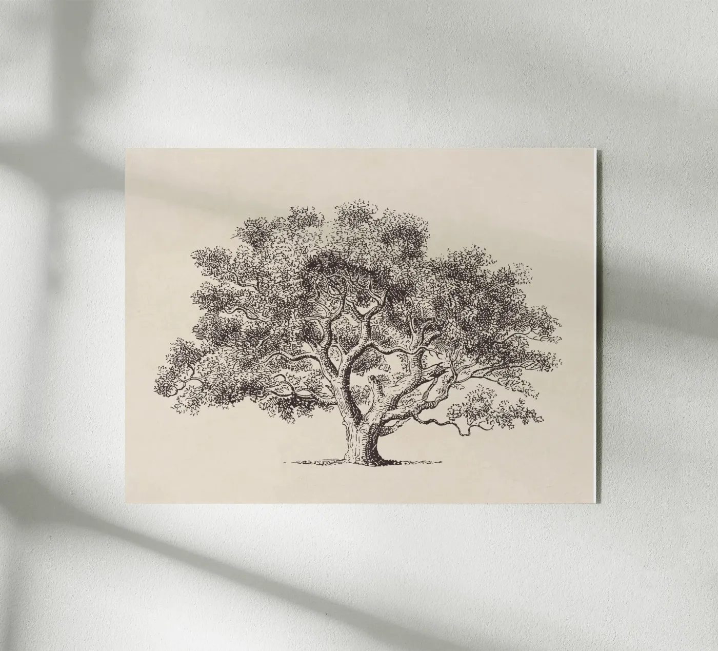Spring Oak Tree Sketch plexiglass da Apolo Prints