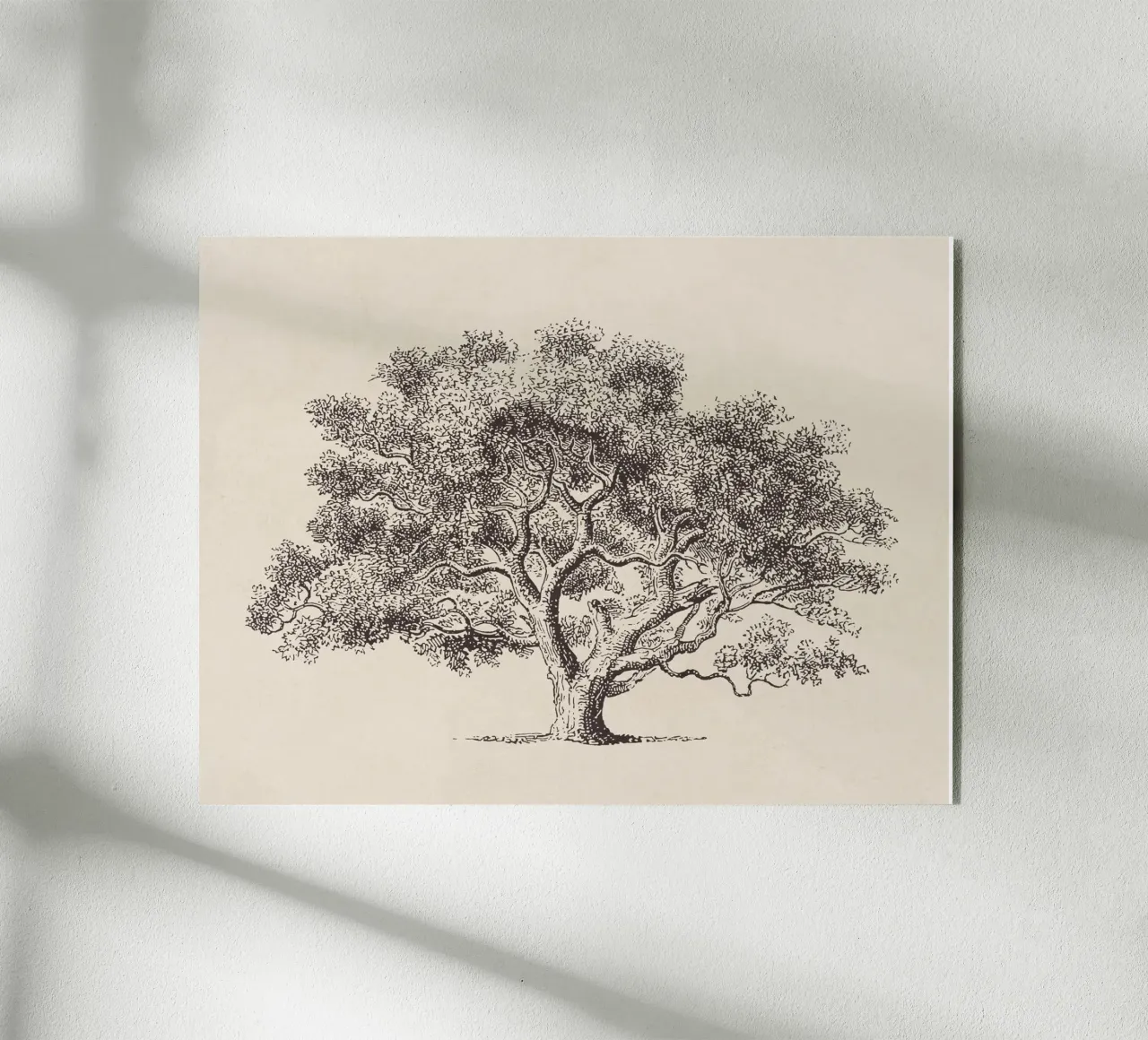 Spring Oak Tree Sketch plexiglass da apoloprints