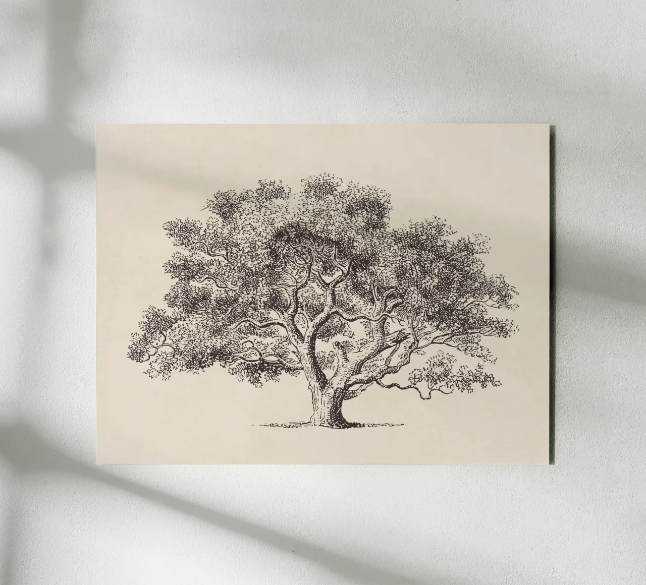 Spring Oak Tree Sketch aluminio dibond de apoloprints