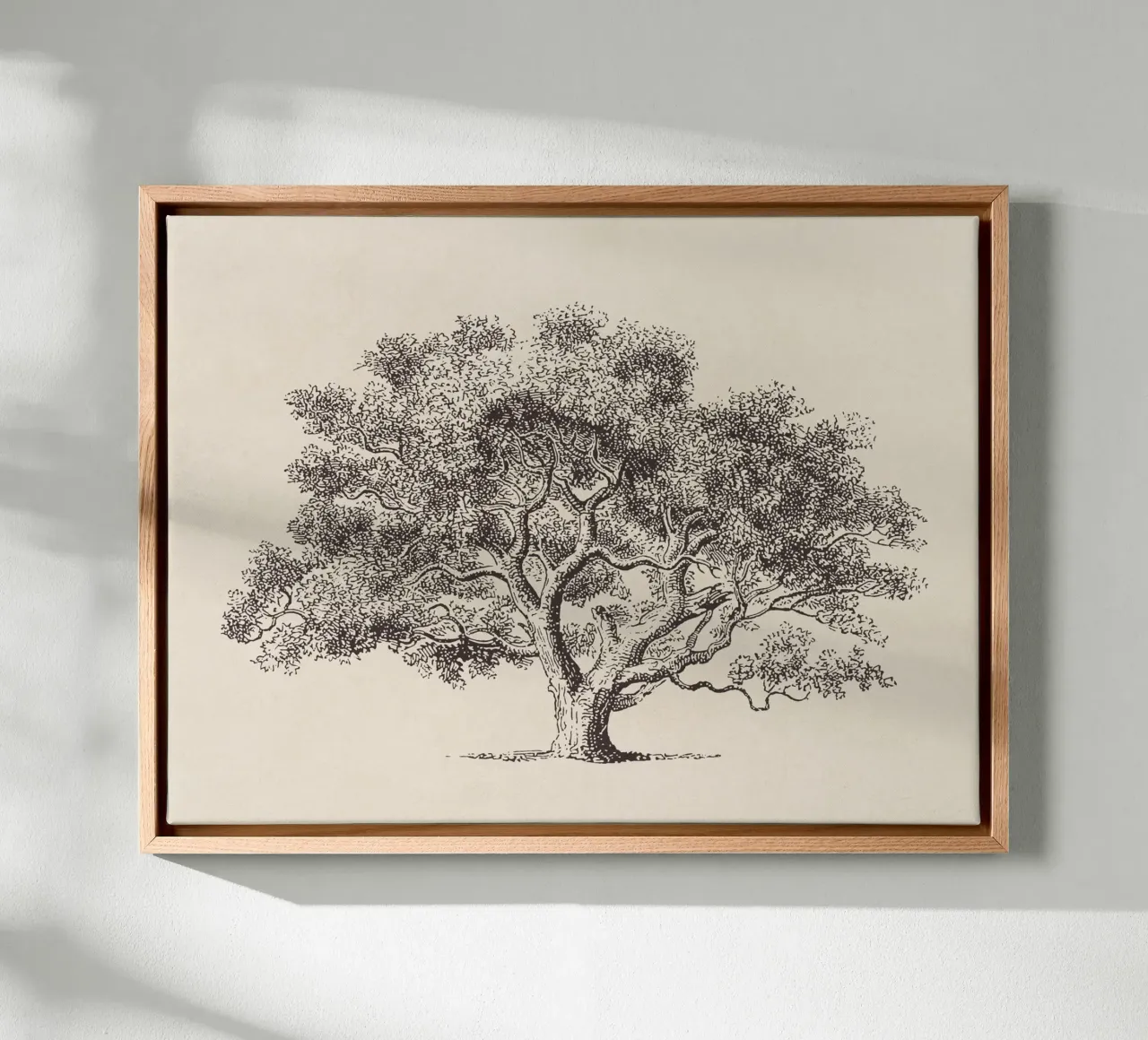 Spring Oak Tree Sketch tela da apoloprints
