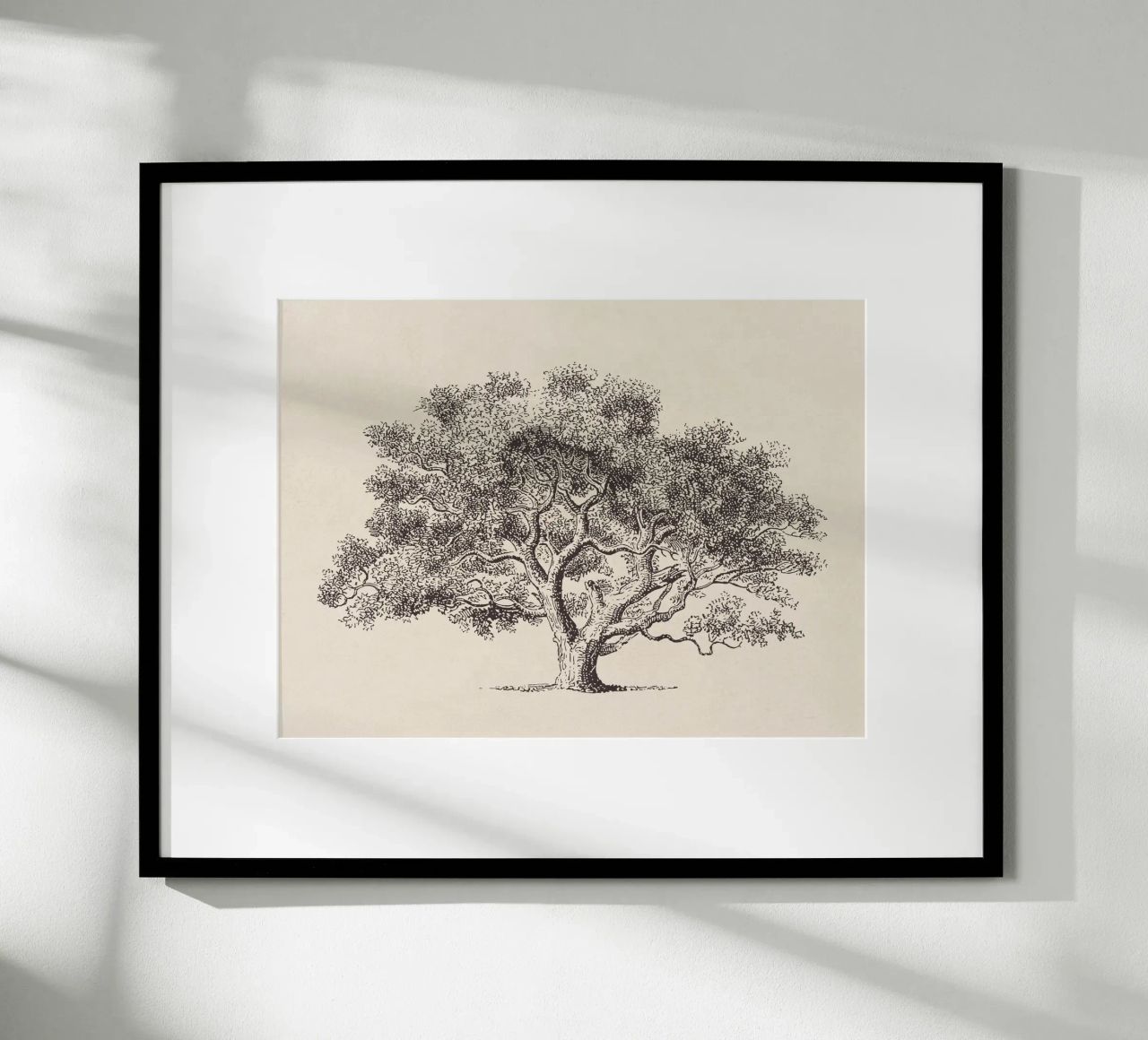Spring Oak Tree Sketch carta hahnemühle da apoloprints