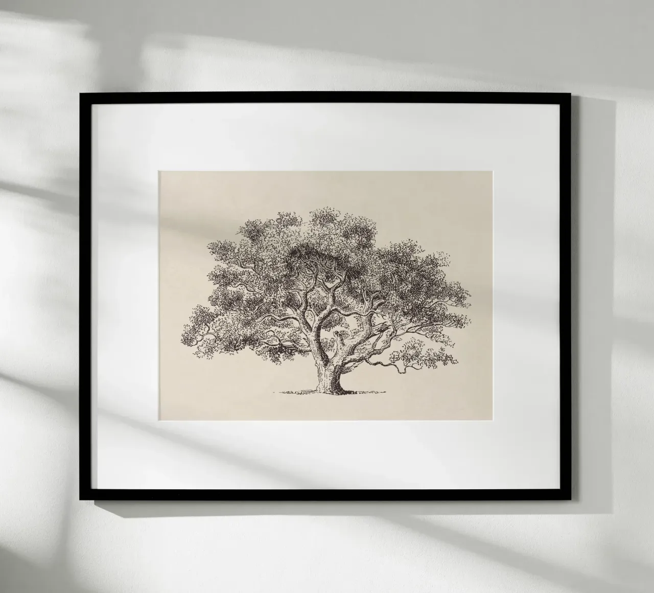Spring Oak Tree Sketch carta hahnemühle da apoloprints