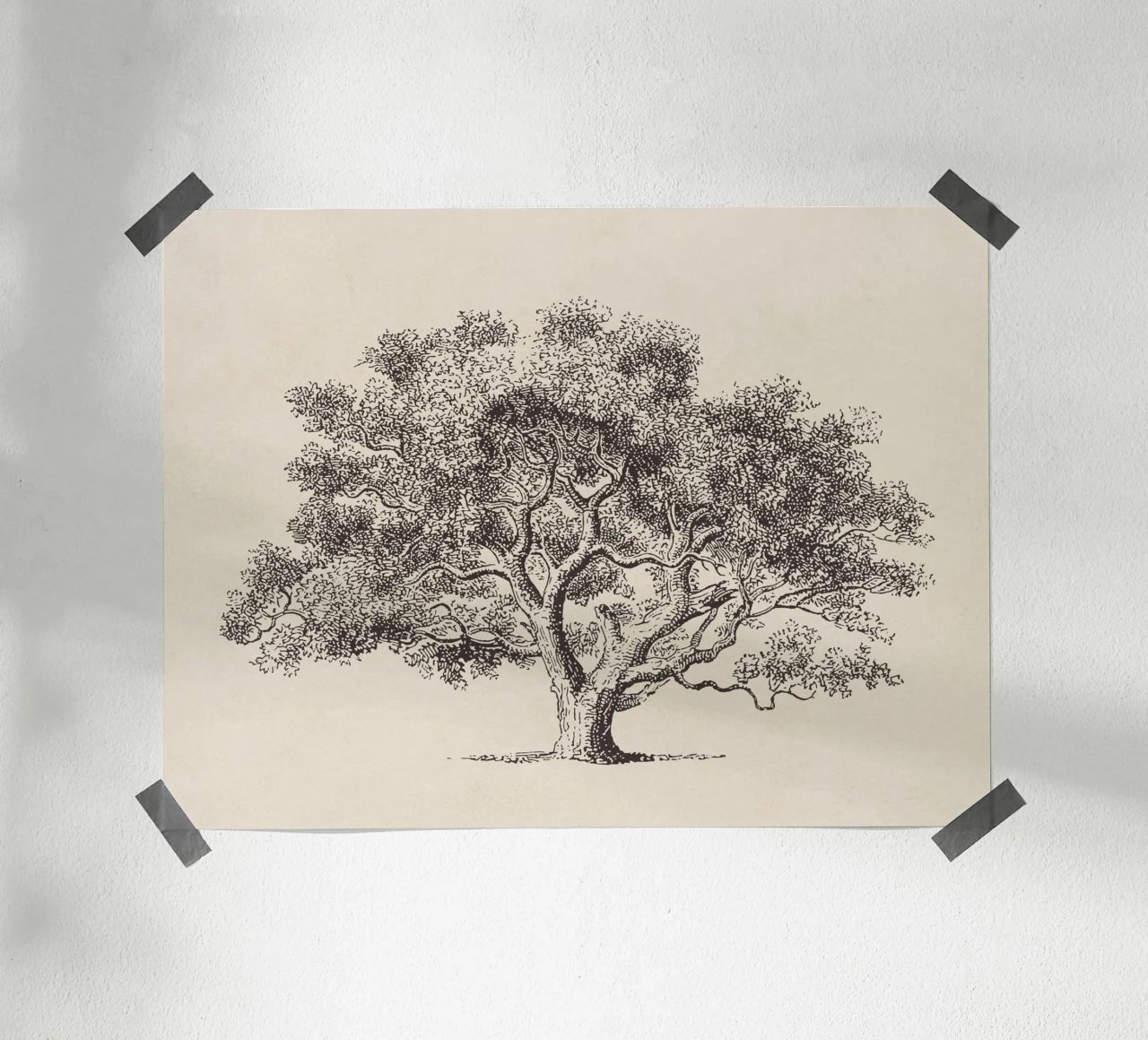 Spring Oak Tree Sketch carta hahnemühle da apoloprints