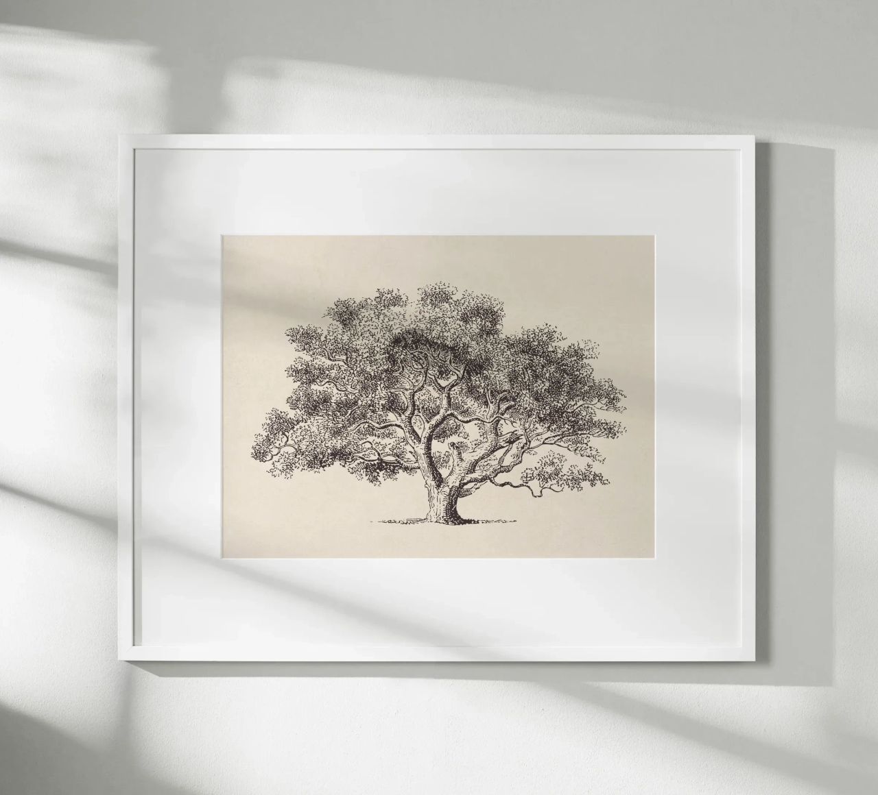 Spring Oak Tree Sketch carta hahnemühle da apoloprints