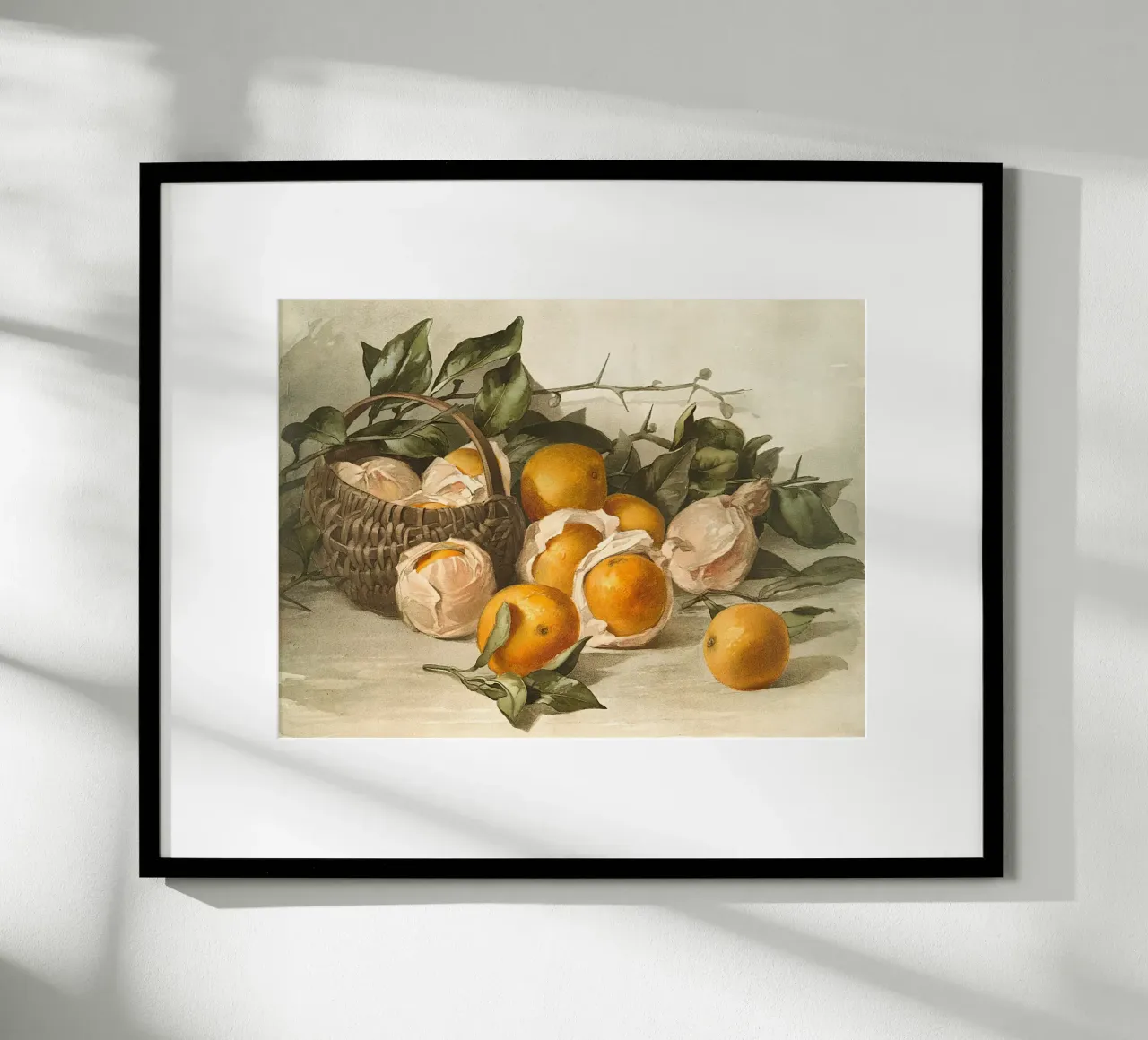 Oranges Watercolor carta hahnemühle da apoloprints