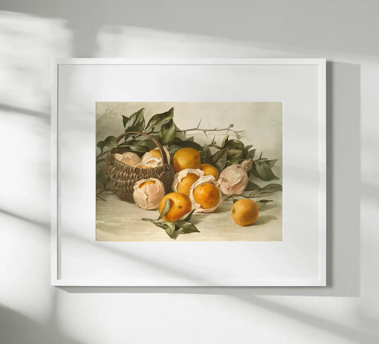 Oranges Watercolor carta hahnemühle da apoloprints