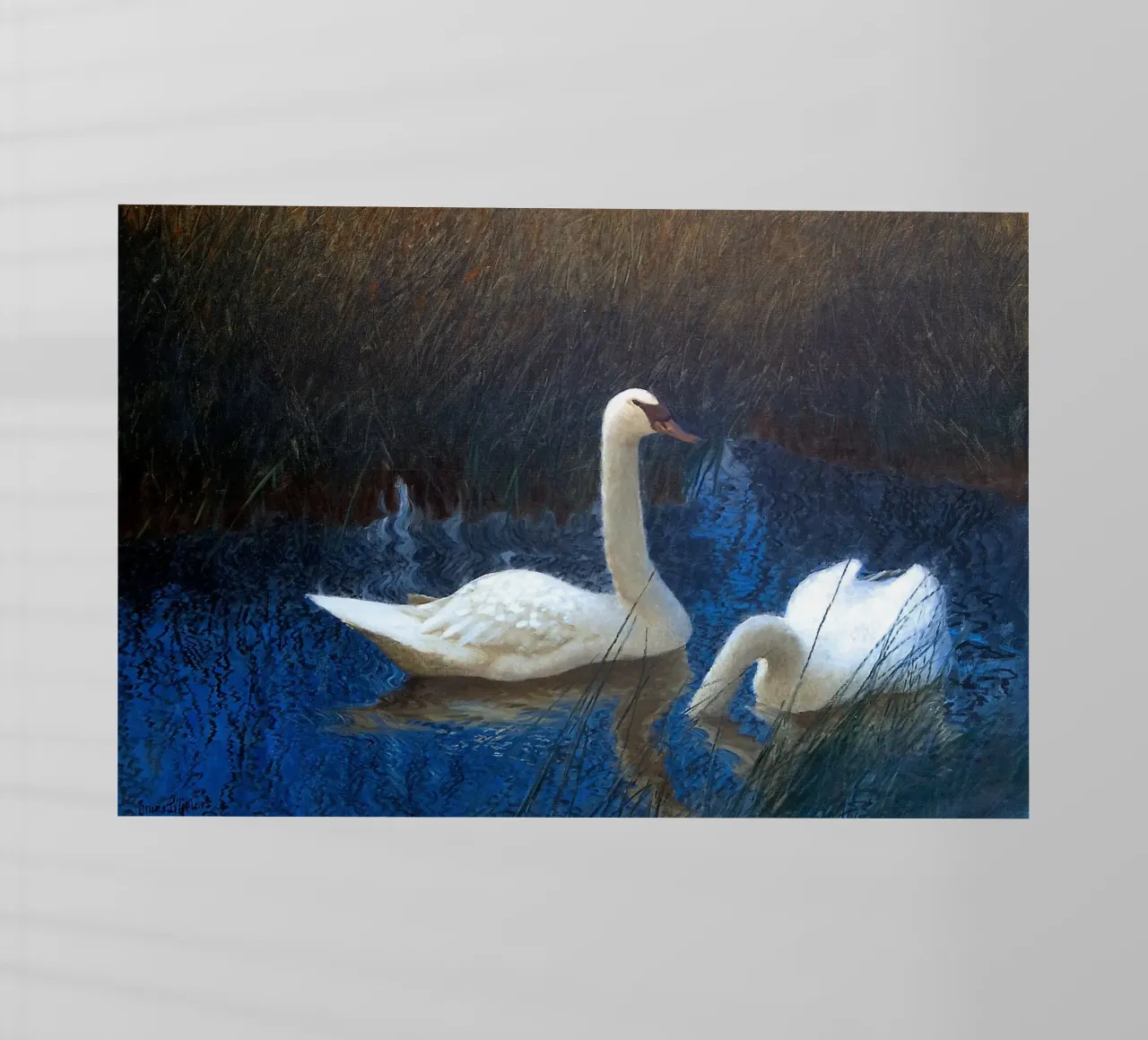 White swans pellicola backlit da apoloprints
