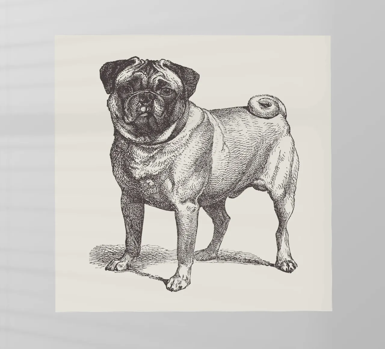 Pug Dog Sketch pellicola backlit da apoloprints