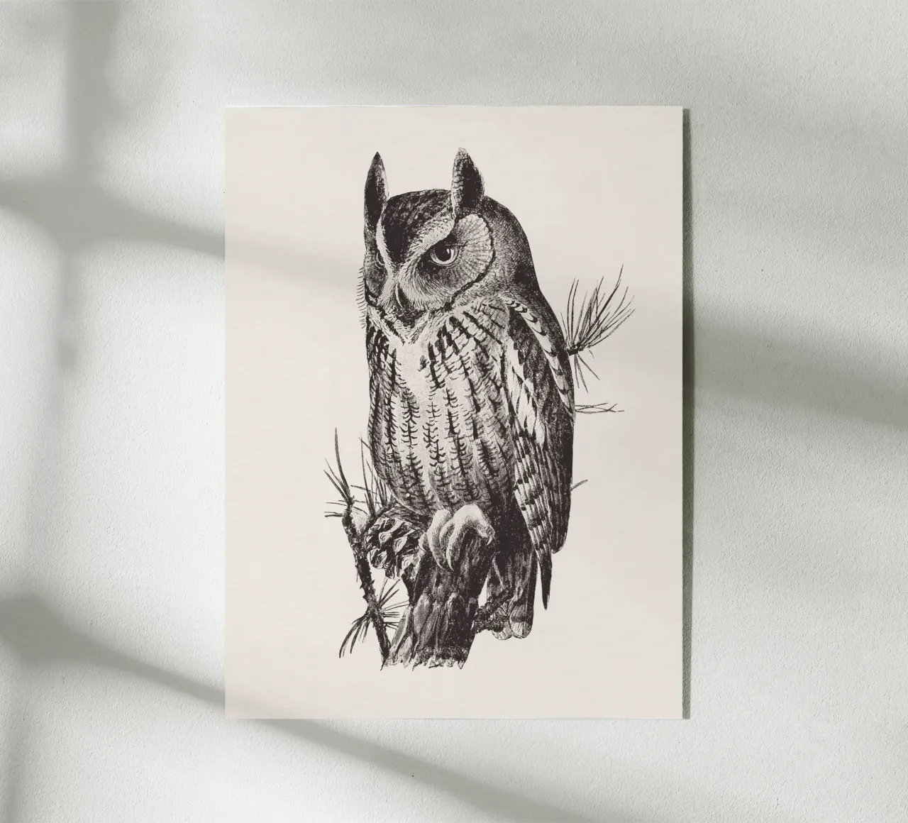Screech owl plexiglass da Sketch and Drawing