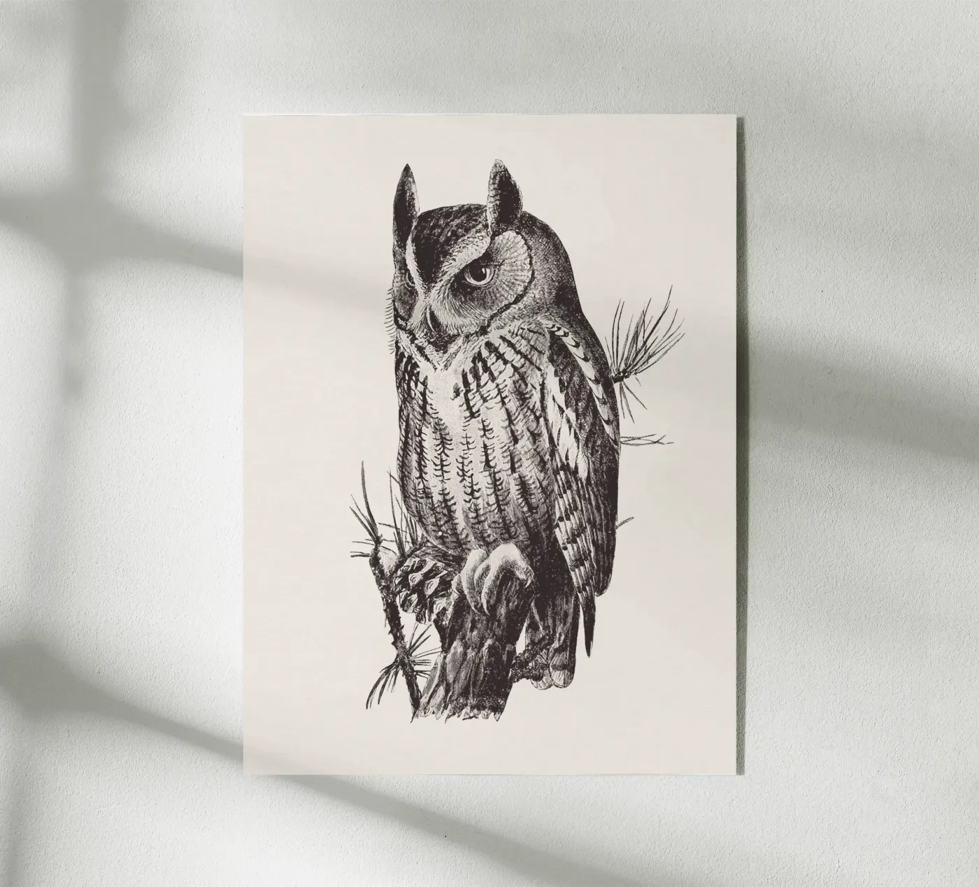 Screech owl acrylic glass by Apolo Prints