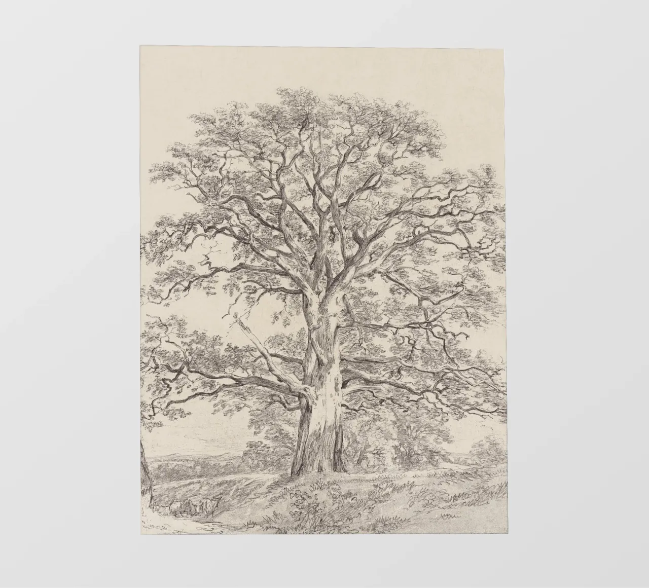 Great Oak Tree Sketch telo in pvc da apoloprints