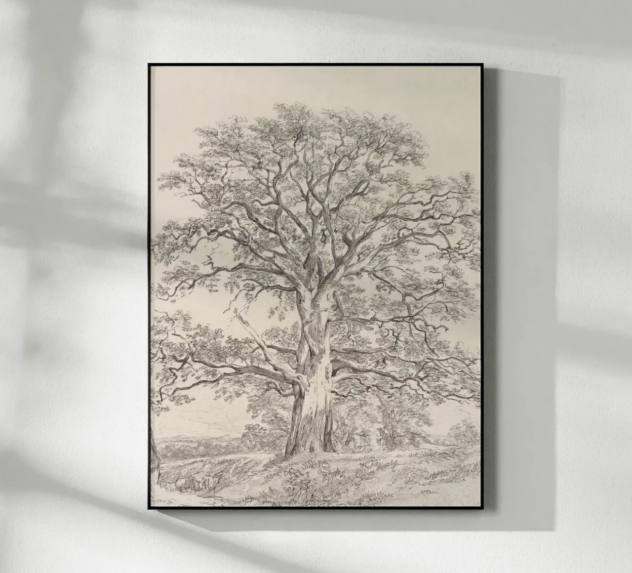 Great Oak Tree Sketch Acryl-Glas von apoloprints