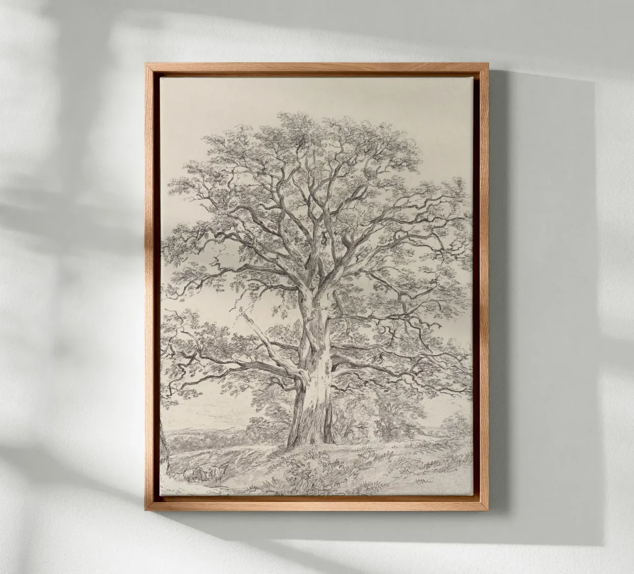 Great Oak Tree Sketch tela con Cornice a cassetta da apoloprints