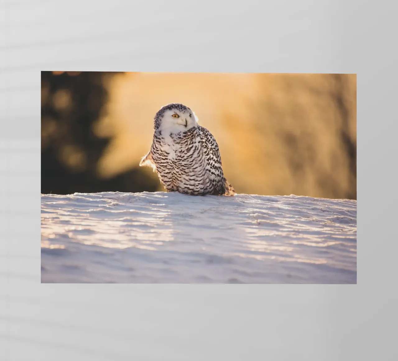 Gufo delle nevi al tramonto pellicola backlit da Dave Hare Photography