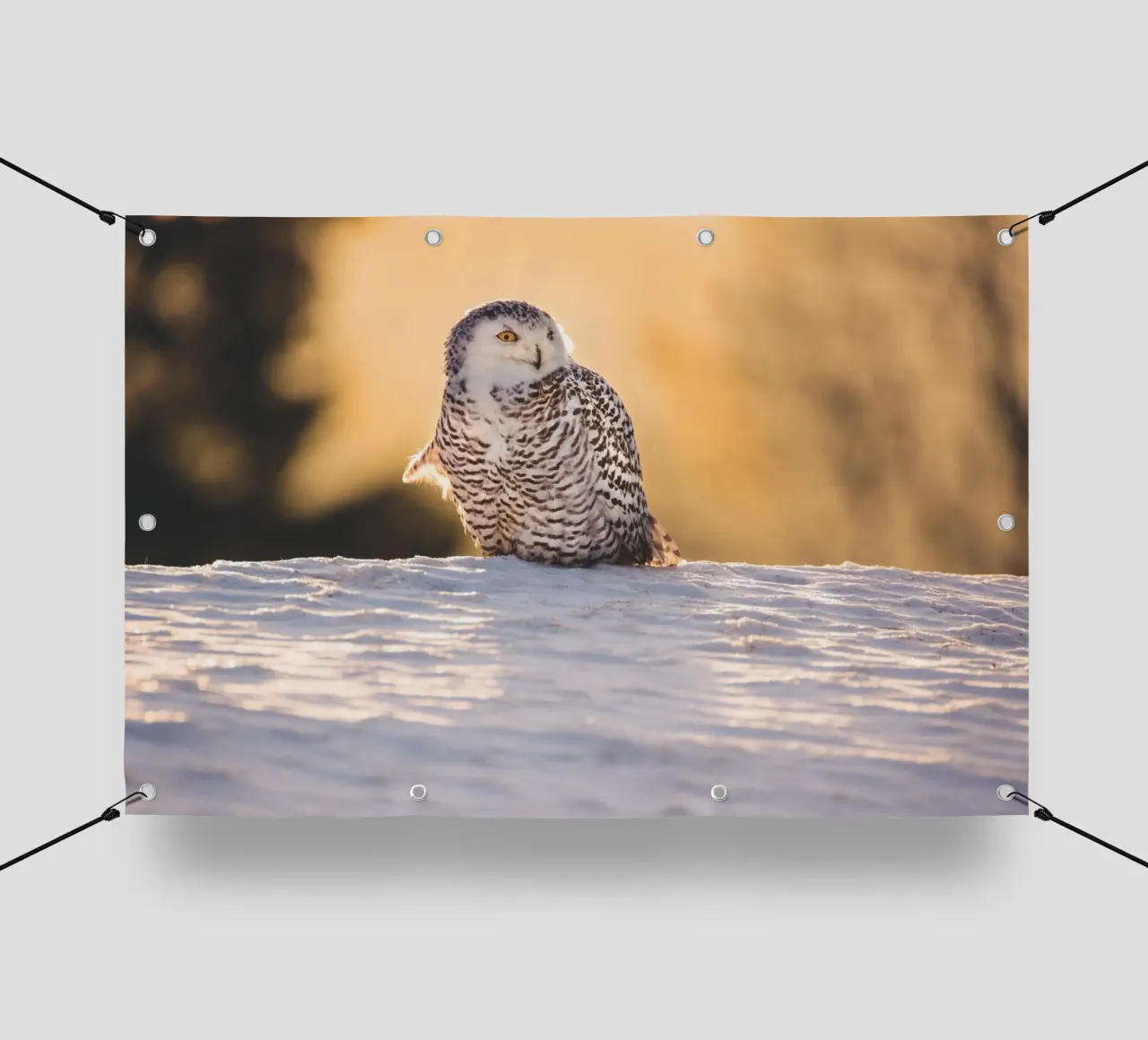 Gufo delle nevi al tramonto telo in pvc da Dave Hare Photography