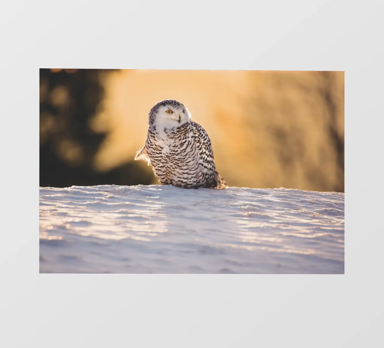 Gufo delle nevi al tramonto telo in pvc da Dave Hare Photography