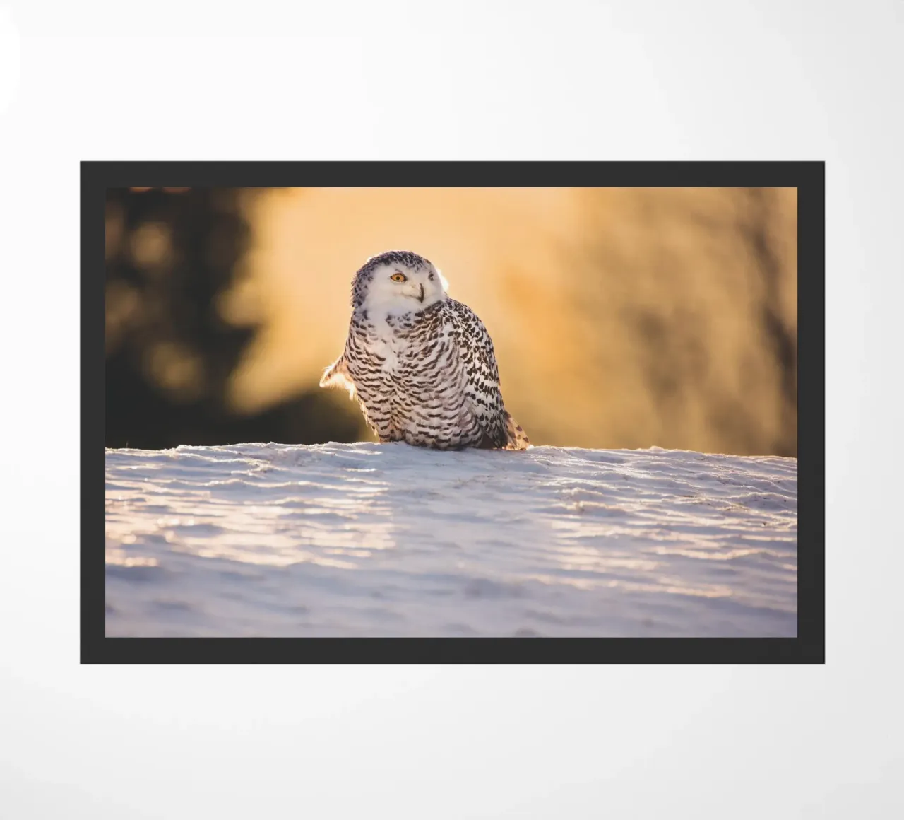 Gufo delle nevi al tramonto zerbino da Dave Hare Photography