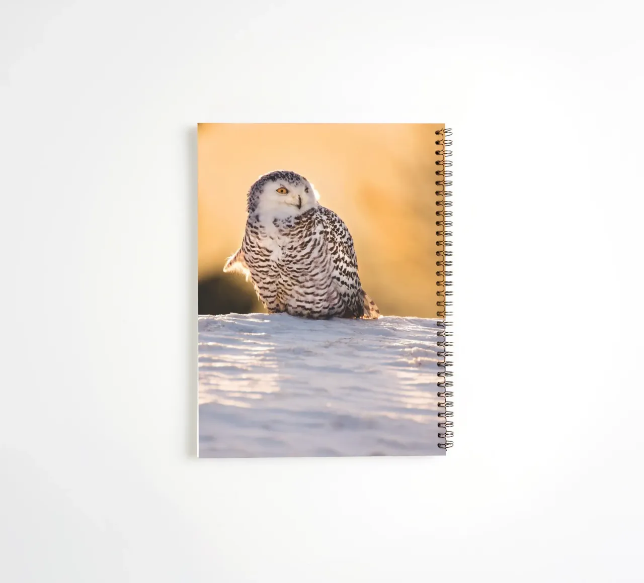 Snowy Owl at Sunset spiral notebook by Dave Hare Photography
