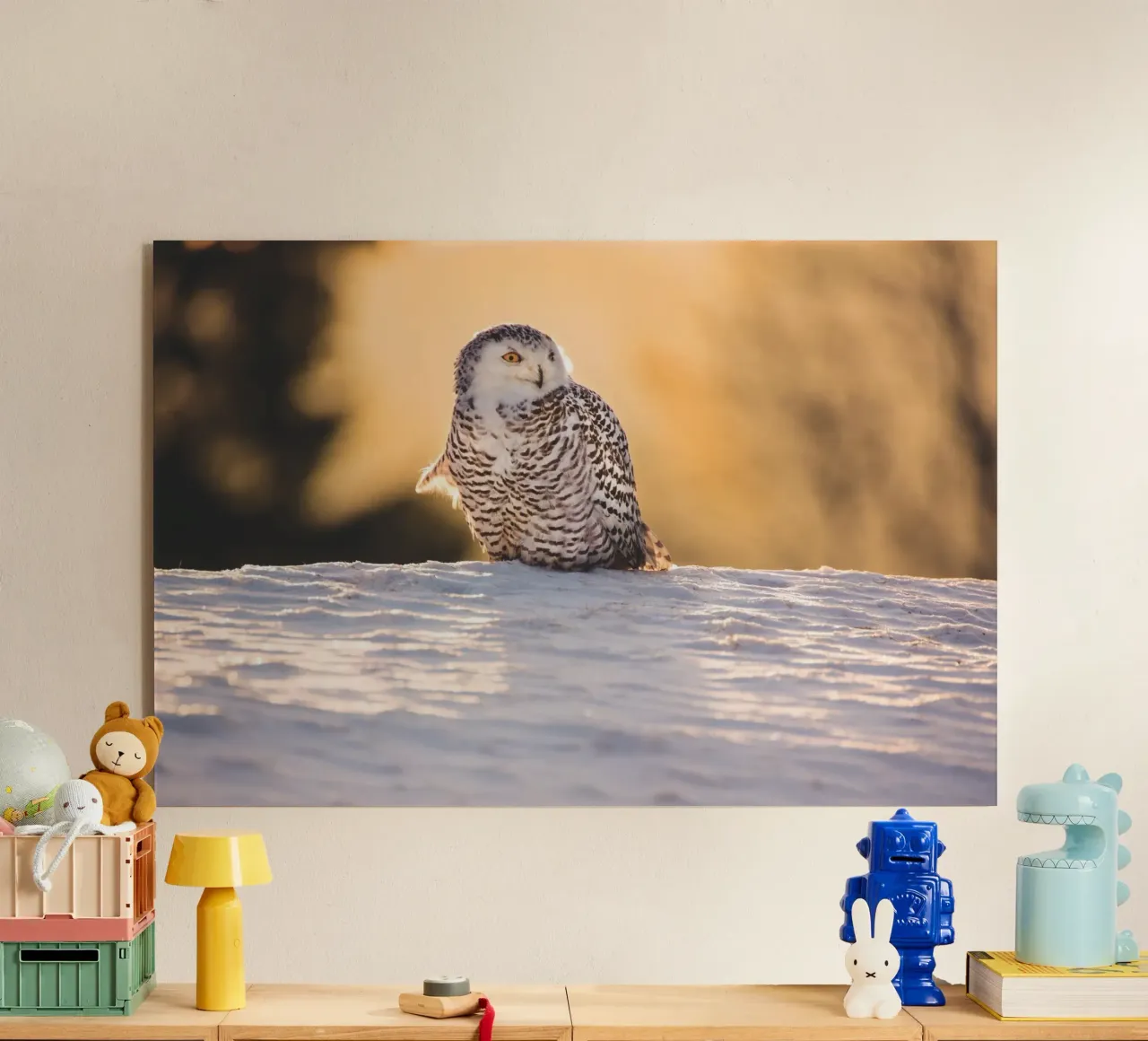 Snowy Owl at Sunset acrylic glass by Dave Hare Photography