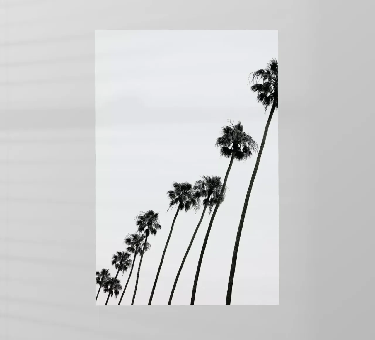 Cali Palms pellicola backlit da Shot By Clint