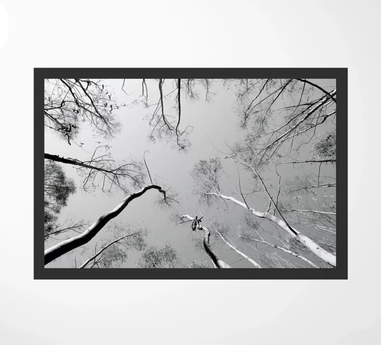 Plantations zerbino da Shot By Clint