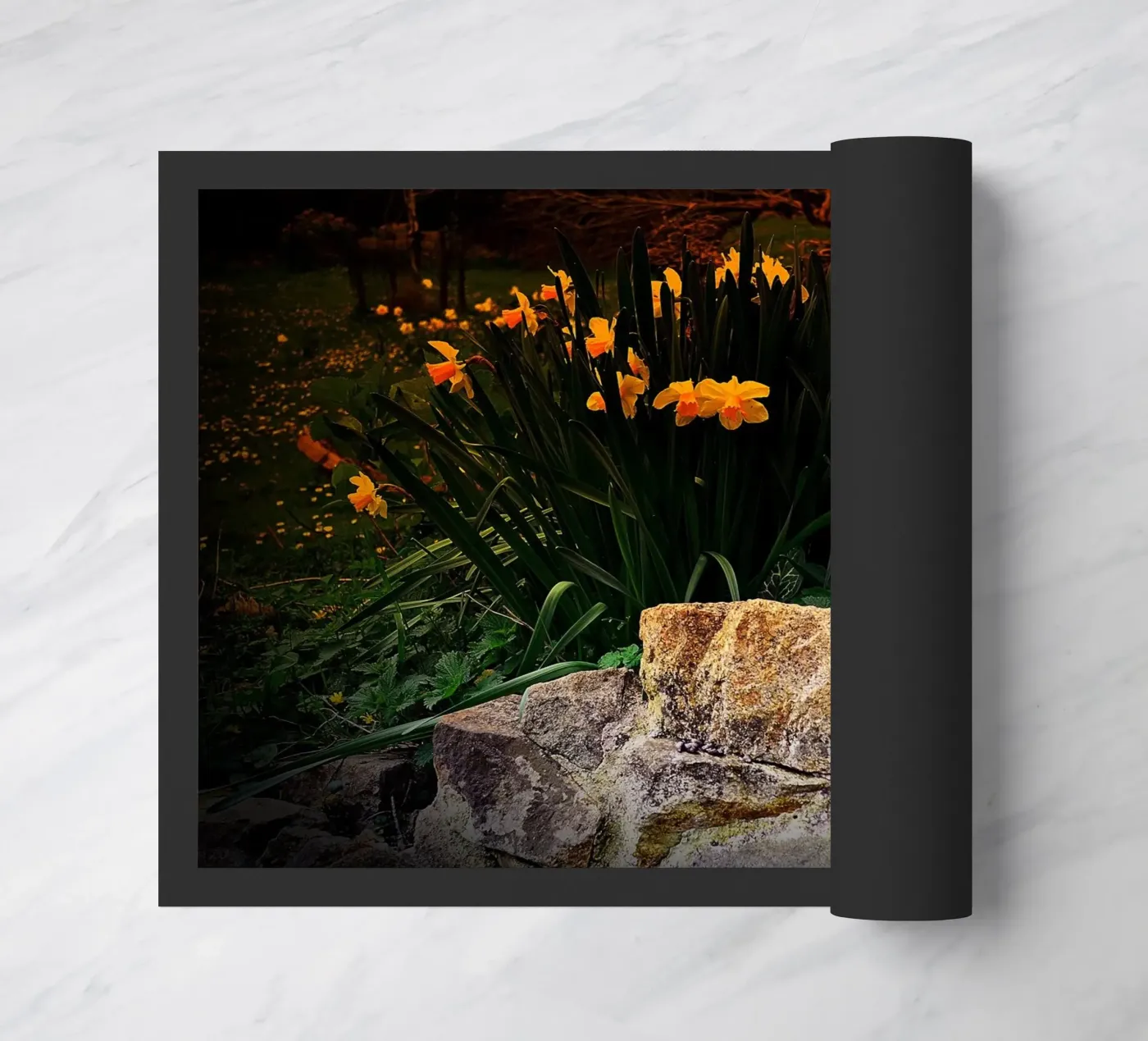 FAA136 zerbino da Thierry vobmann photography