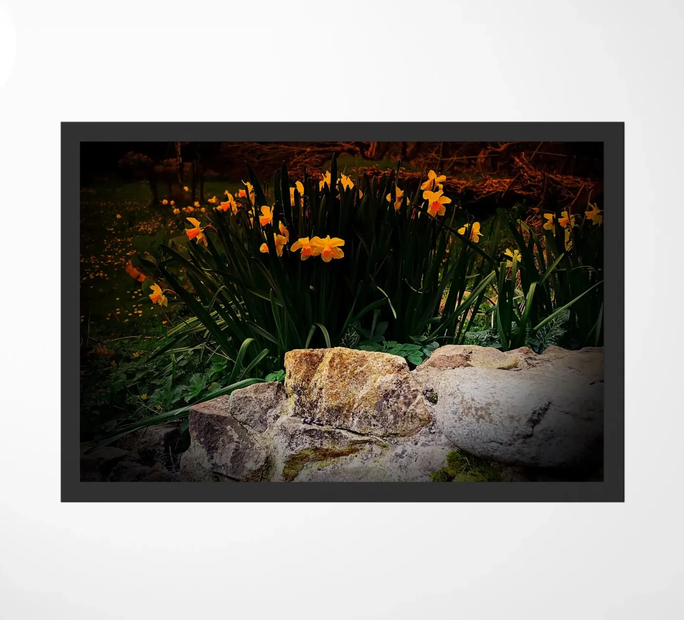 FAA136 zerbino da Thierry vobmann photography