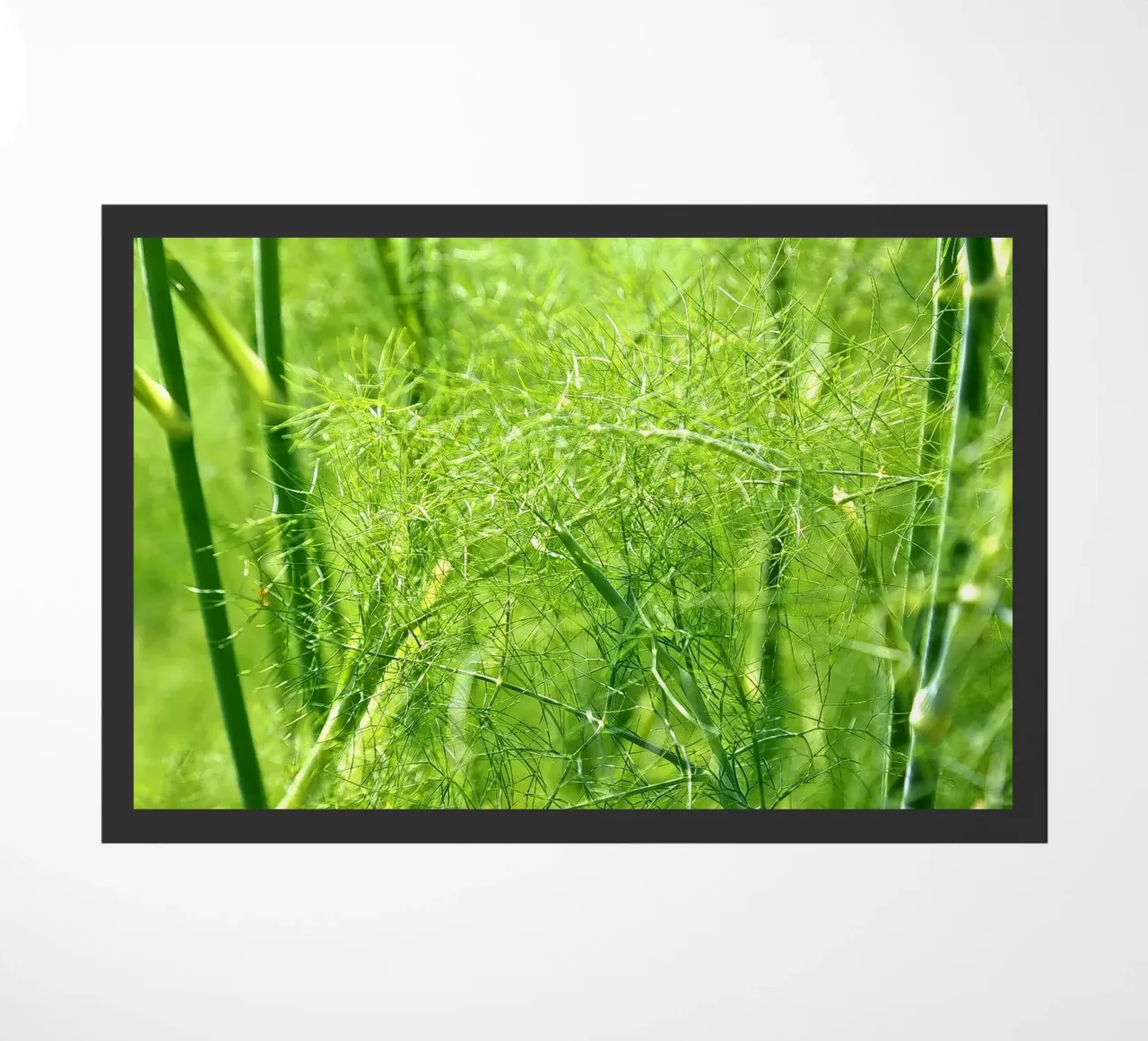 Summergreen zerbino da Edenart