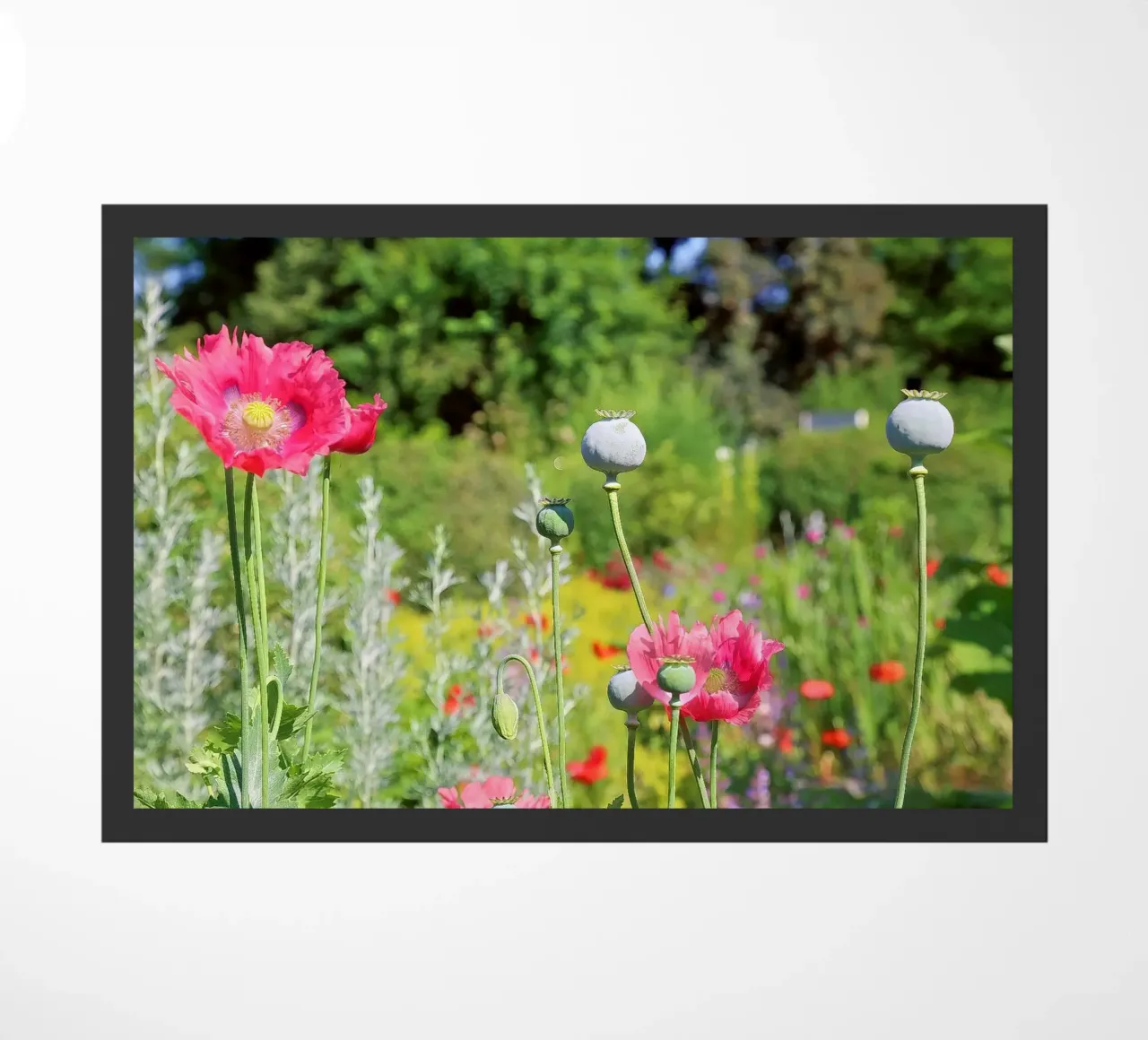 Papavero zerbino da Edenart