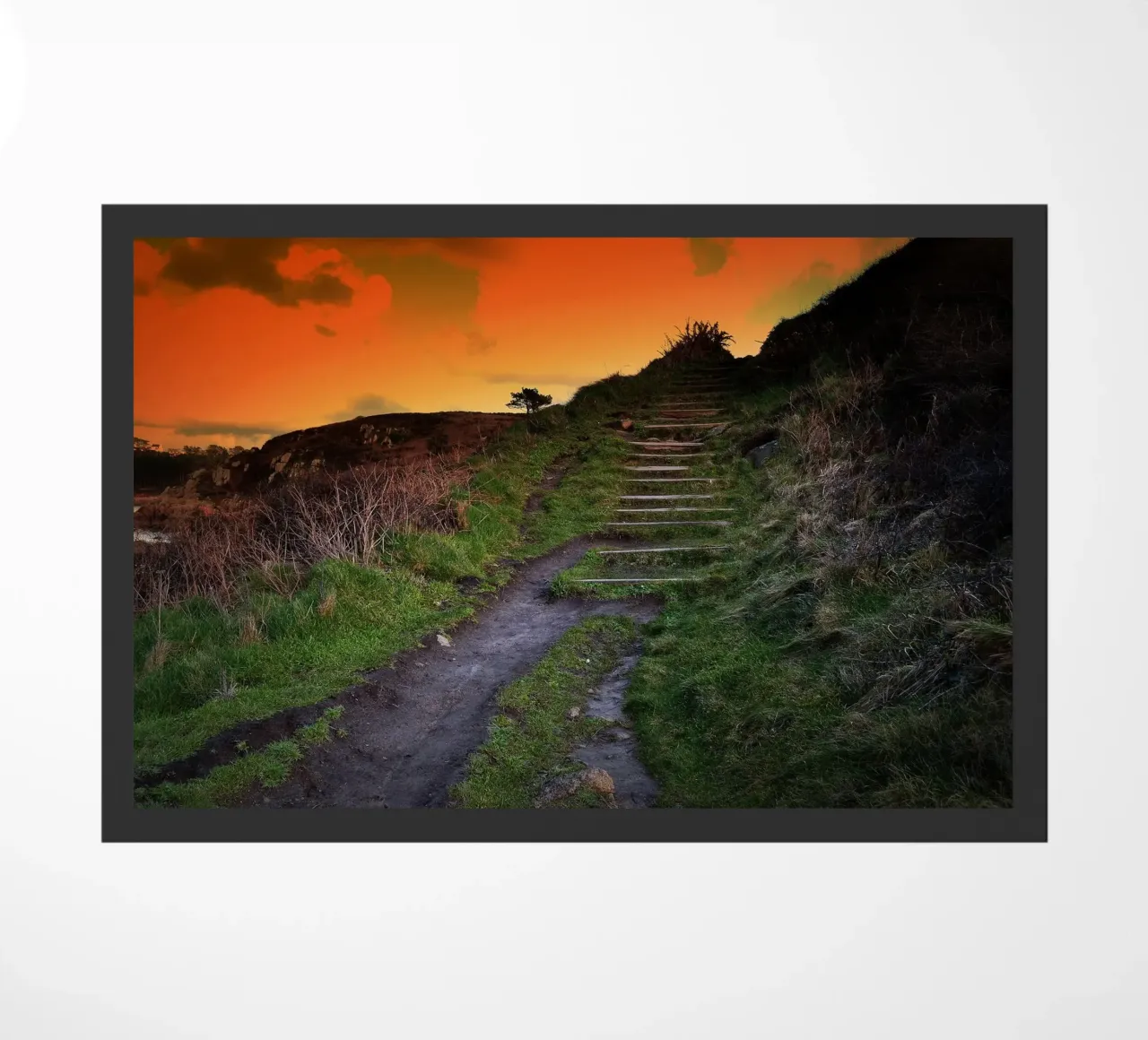 FAA137 zerbino da Thierry vobmann photography