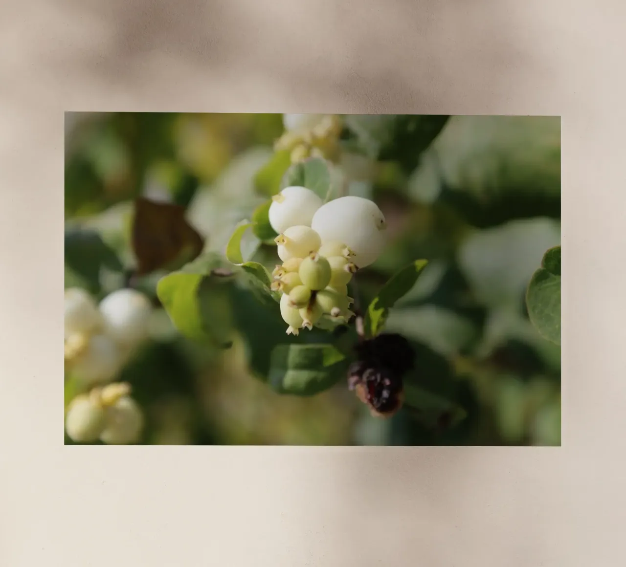 Il bucaneve pellicola backlit da Alexandra Joseph Fotomomente