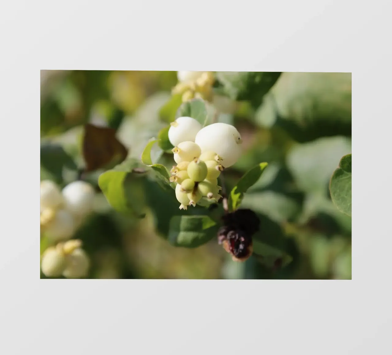 Il bucaneve pellicola backlit da Alexandra Joseph Fotomomente