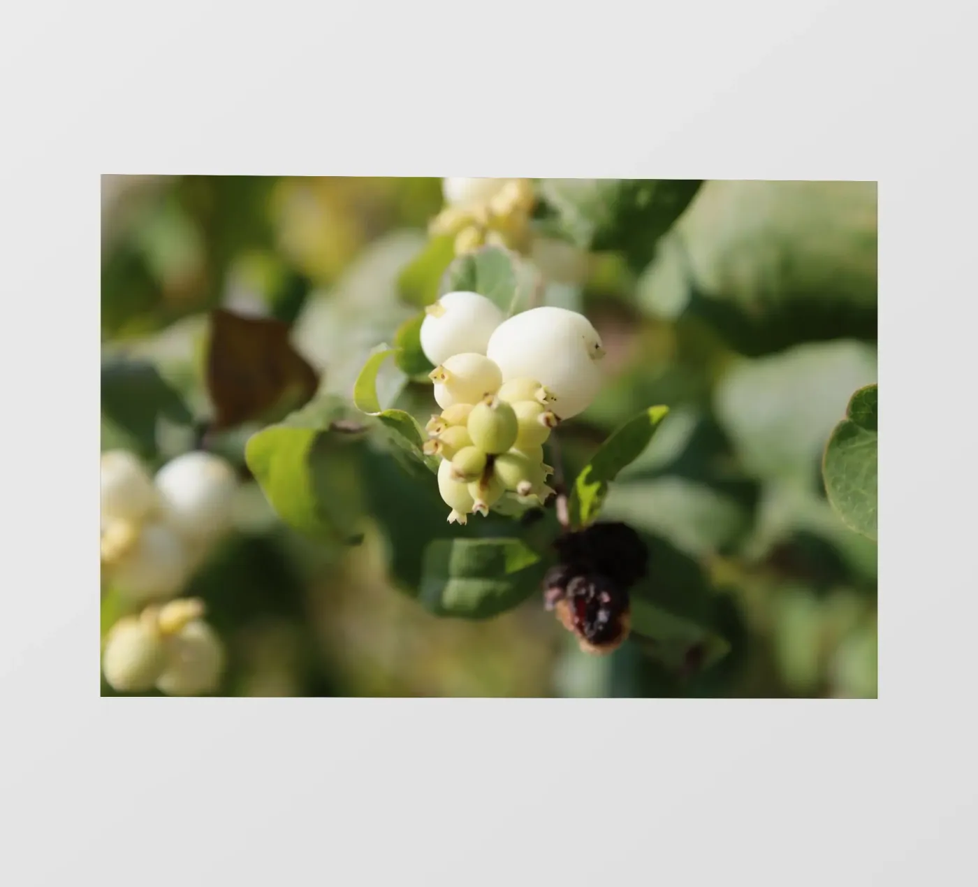 Il bucaneve pellicola backlit da Alexandra Joseph Fotomomente
