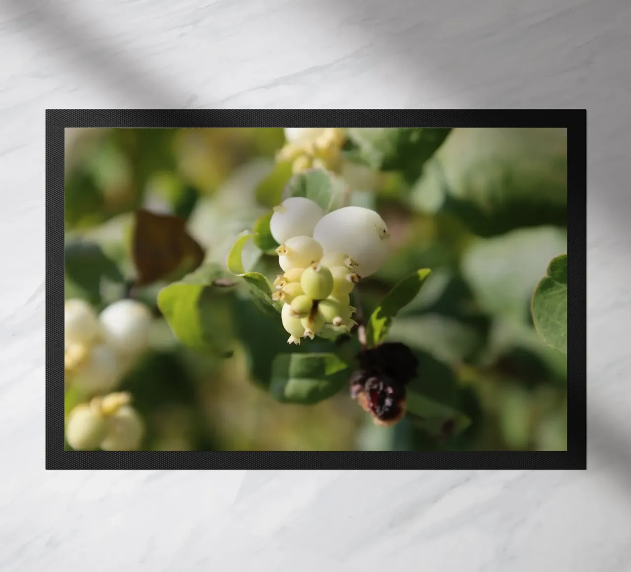 Il bucaneve zerbino da Alexandra Joseph Fotomomente