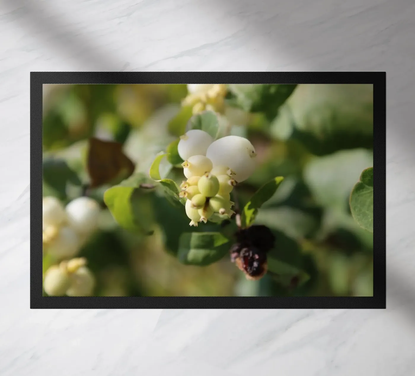 Il bucaneve zerbino da Alexandra Joseph Fotomomente