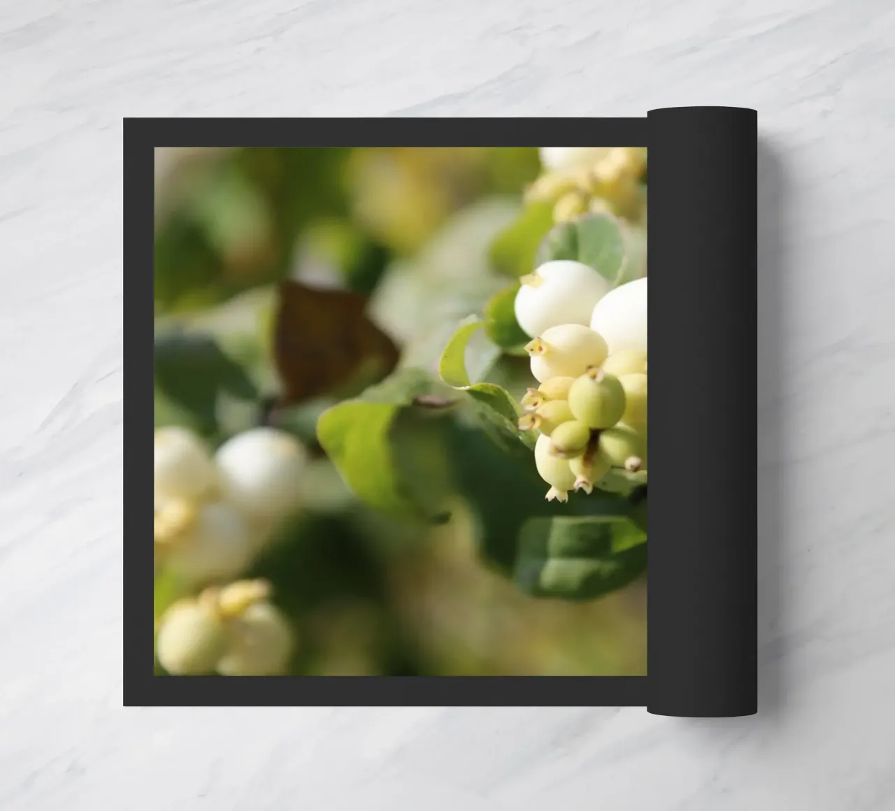 Il bucaneve zerbino da Alexandra Joseph Fotomomente