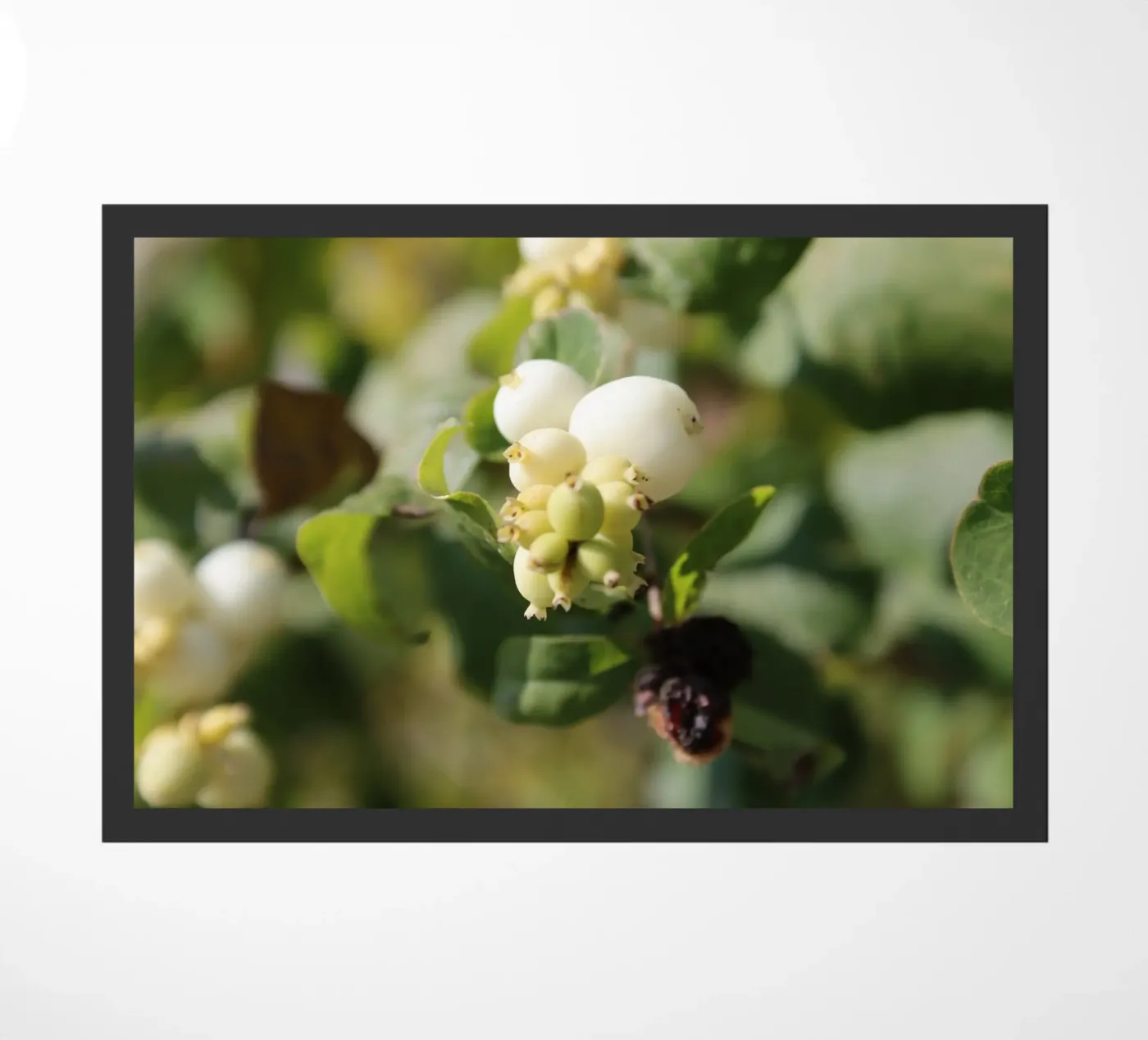 Il bucaneve zerbino da Alexandra Joseph Fotomomente