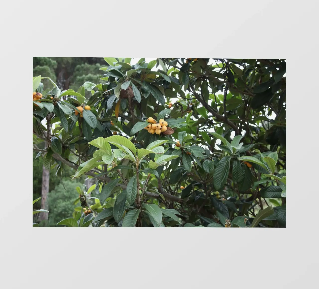 Mediterranean plants photo wallpaper by Alexandra Joseph Fotomomente