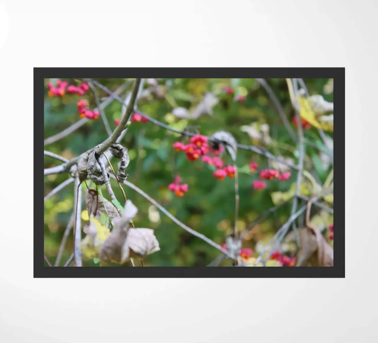 Flora in autunno zerbino da Alexandra Joseph Fotomomente