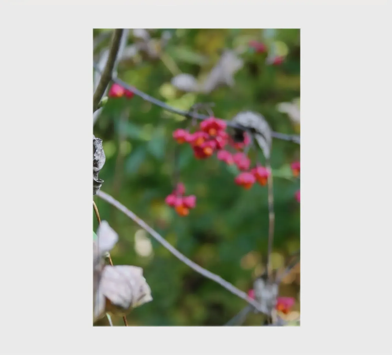 La flore en automne carnet de notes de Alexandra Joseph Fotomomente