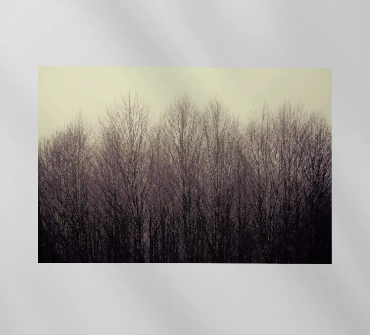 Forest pellicola backlit da Robin Delean