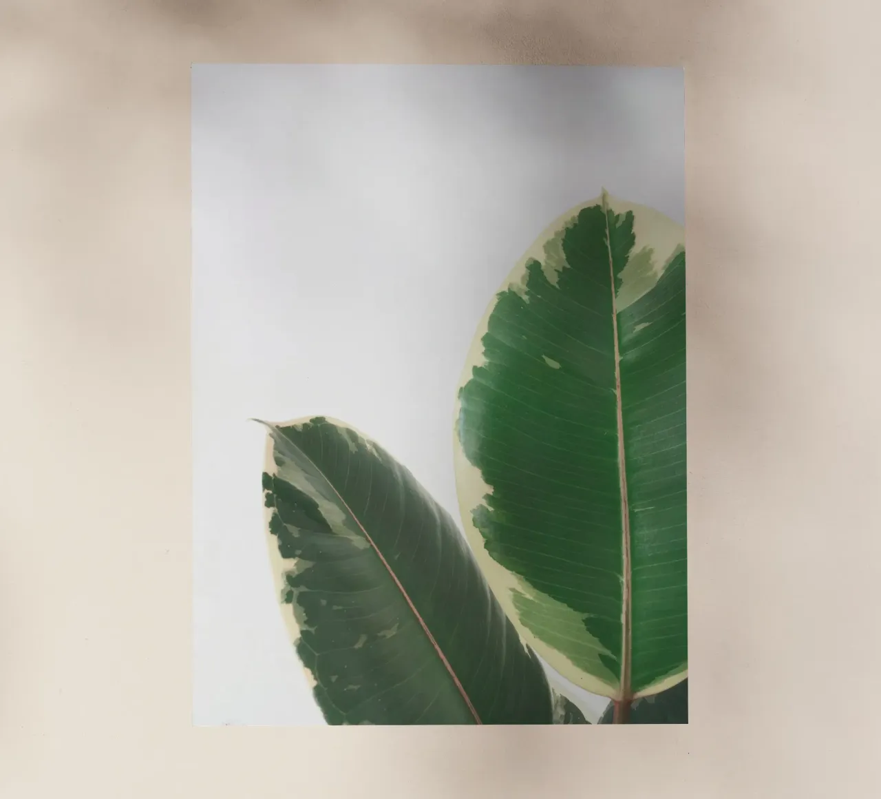 Studio delle foglie pellicola backlit da Cassia Beck Photography