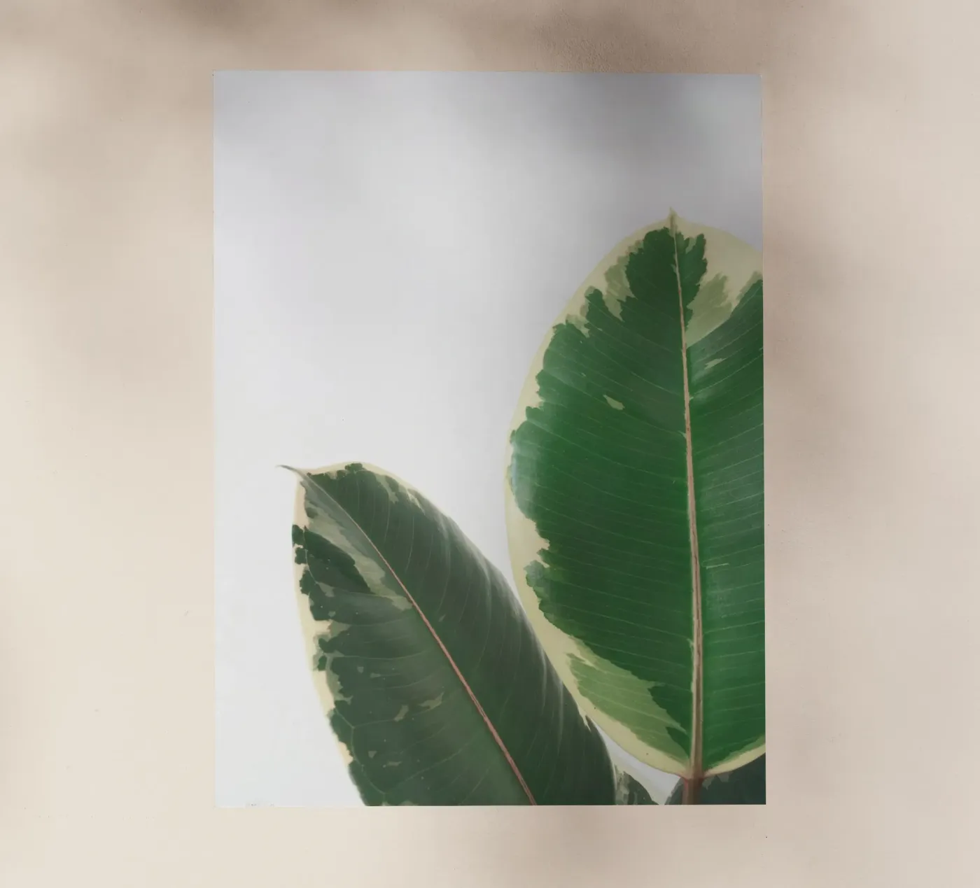 Leaf Study Backlit Folie von Cassia Beck Photography