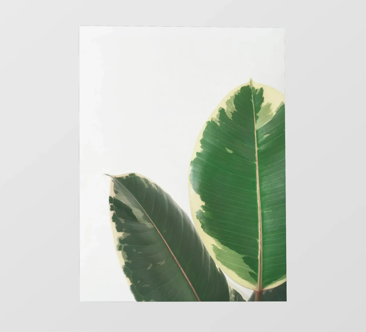 Leaf Study backlit film by Cassia Beck Photography