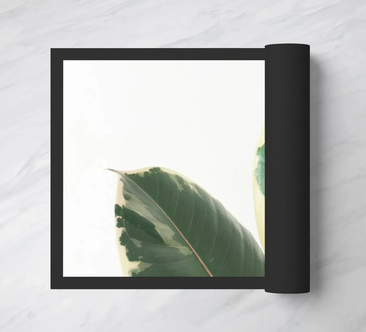 Leaf Study zerbino da Cassia Beck Photography